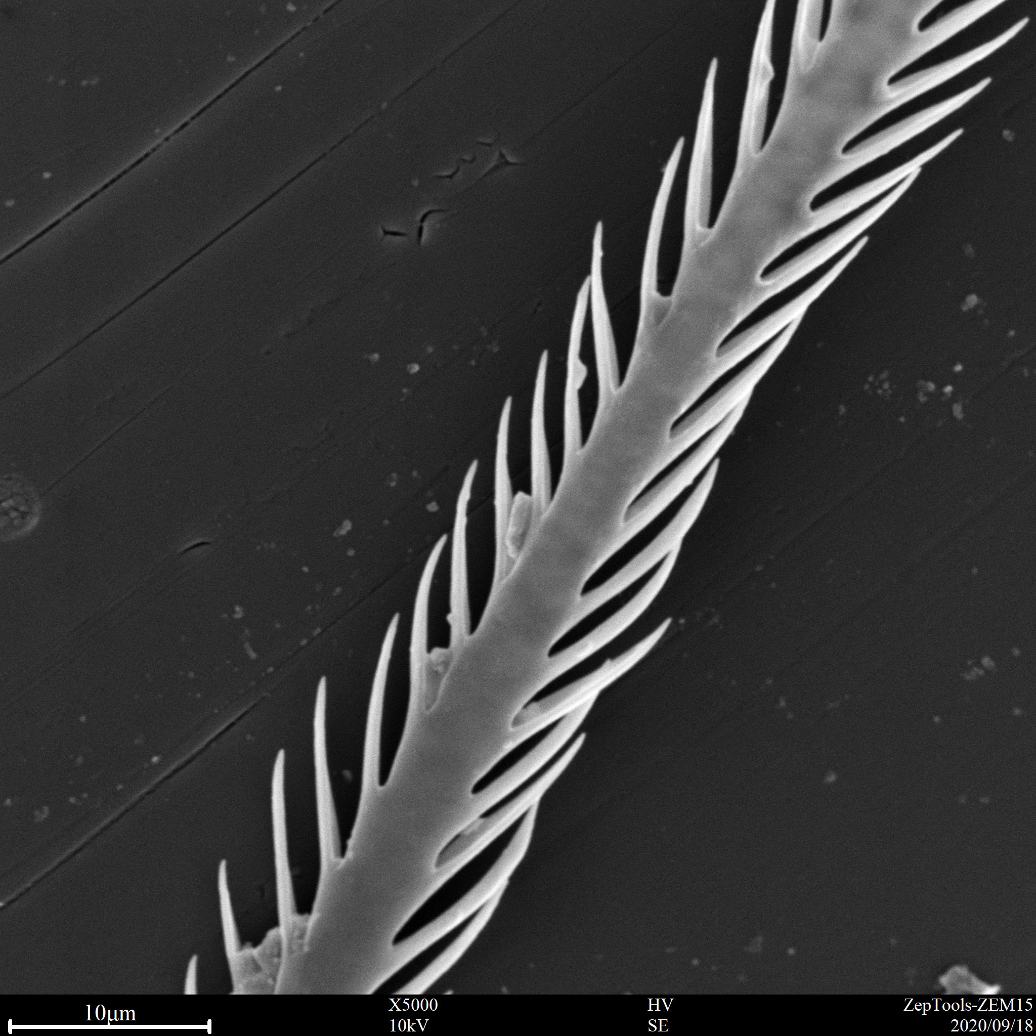 臺式掃描電鏡下植物樣品(會議現場拍攝) 臺式掃描電鏡下植物樣品(會議現場拍攝)