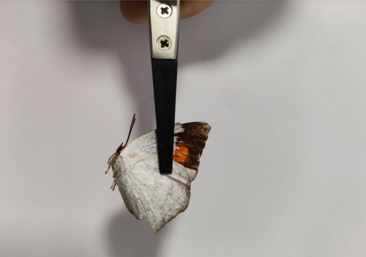 臺式掃描電鏡使用蝴蝶樣本 臺式掃描電鏡使用蝴蝶樣本