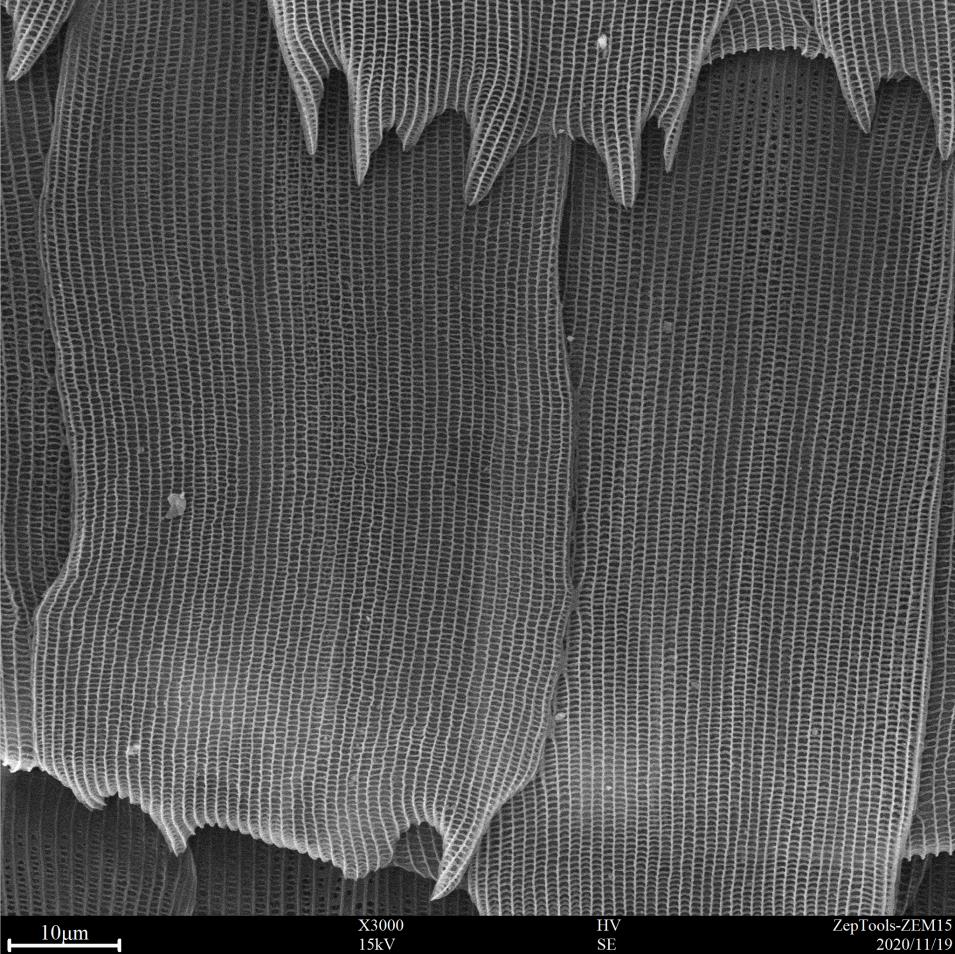 臺式掃描電鏡3000倍下的飛蛾翅膀 BY ZEM15 臺式掃描電鏡3000倍下的飛蛾翅膀 BY ZEM15