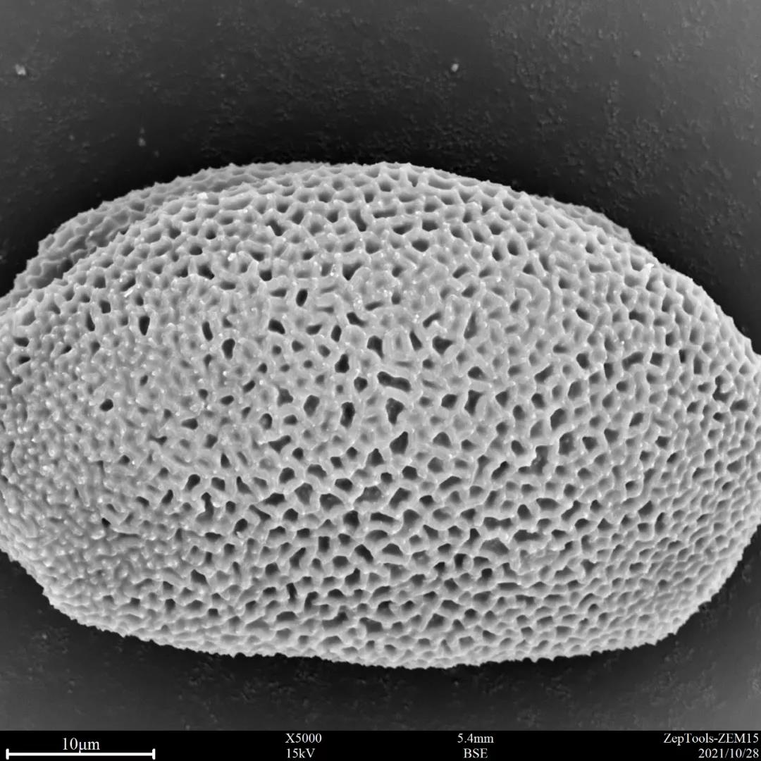 臺式掃描電鏡5000倍下的蔥蓮花粉 臺式掃描電鏡5000倍下的蔥蓮花粉