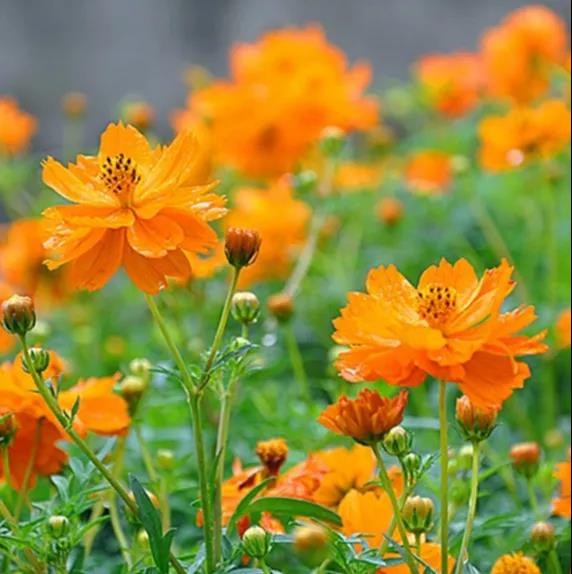 臺式掃描電鏡實驗圖黃秋英 臺式掃描電鏡實驗圖黃秋英