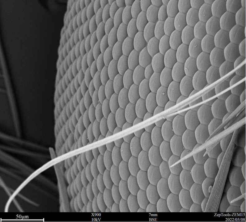 原位掃描電鏡(SEM)——掃描電鏡廠家價格(圖3) 原位掃描電鏡SEM應(yīng)用1.png