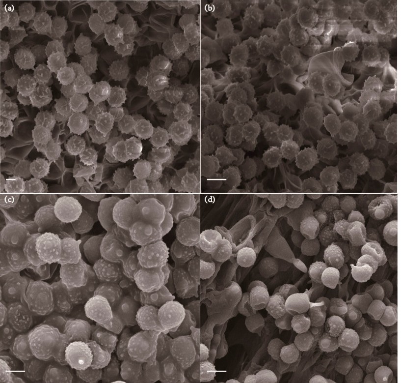 研究中使用了ZEM臺(tái)掃拍攝的圖 研究中使用了ZEM臺(tái)掃拍攝的圖