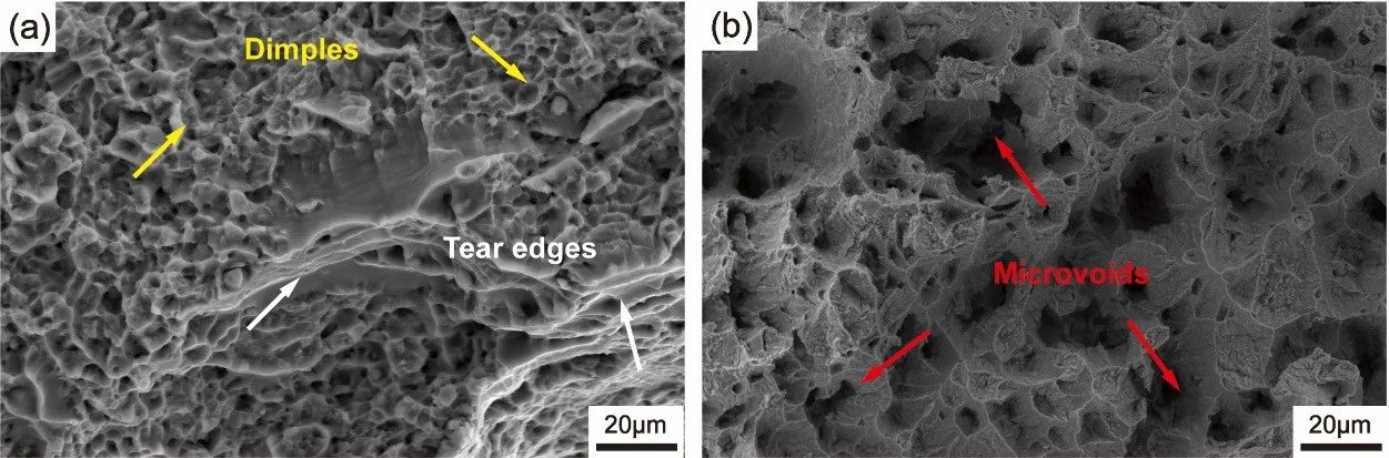澤攸科技原位SEM 澤攸科技原位SEM