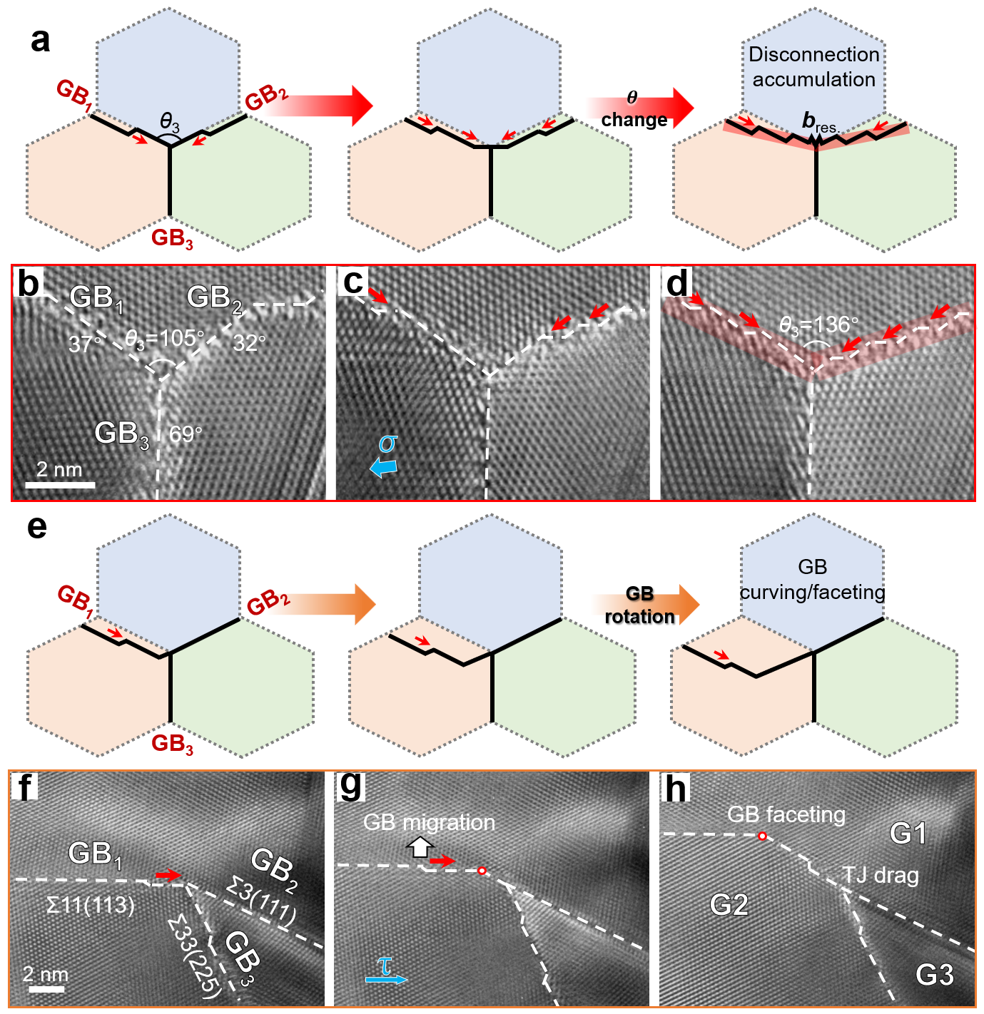 失配位錯(cuò)介導(dǎo)的TJ形貌轉(zhuǎn)變 失配位錯(cuò)介導(dǎo)的TJ形貌轉(zhuǎn)變