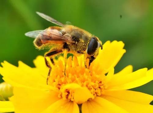 ZEM15臺(tái)式掃描電鏡帶你看世界——掃描電鏡下的蜜蜂(圖1) 臺(tái)式掃描電鏡觀察蜜蜂