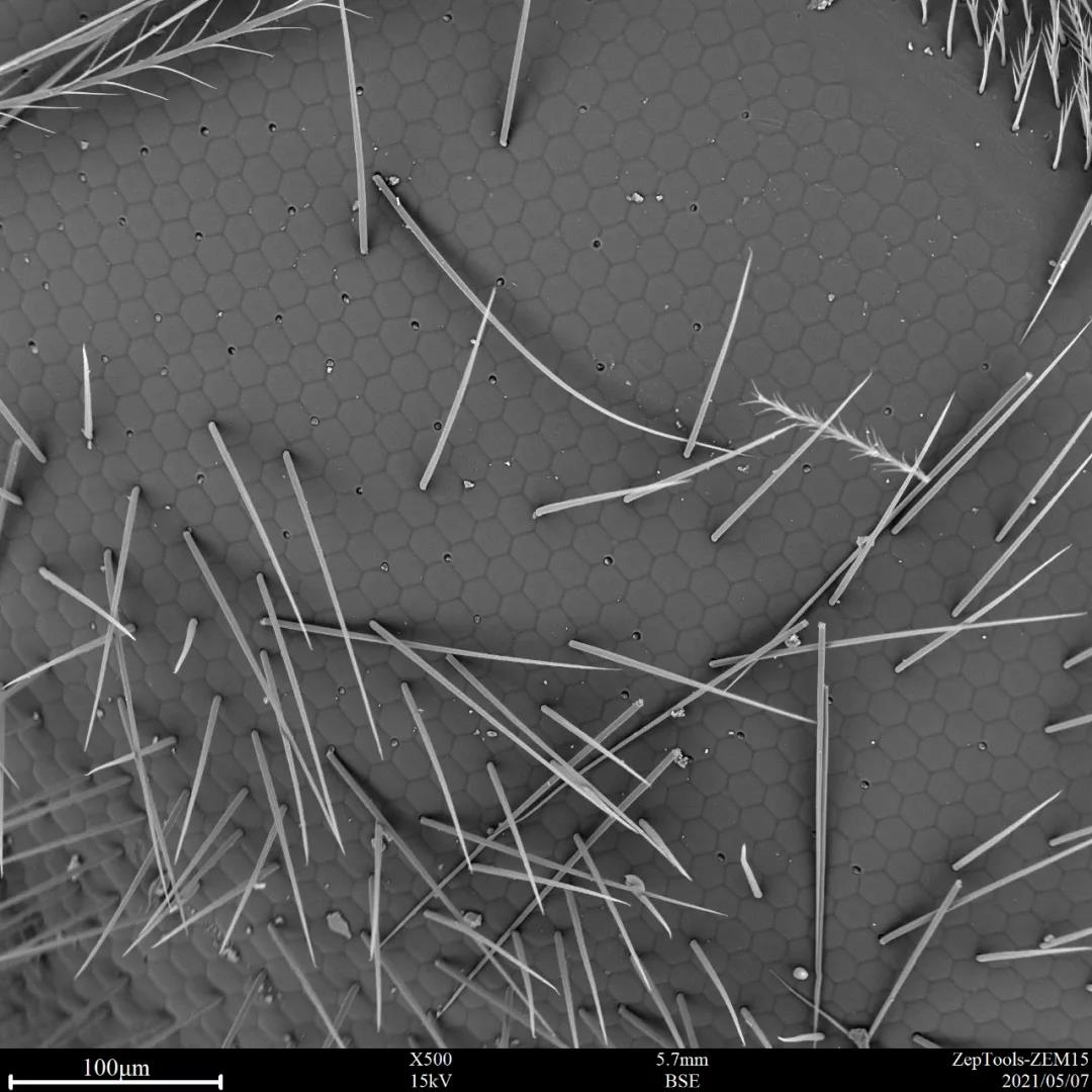 掃描電鏡觀察蜜蜂的復(fù)眼 掃描電鏡觀察蜜蜂的復(fù)眼