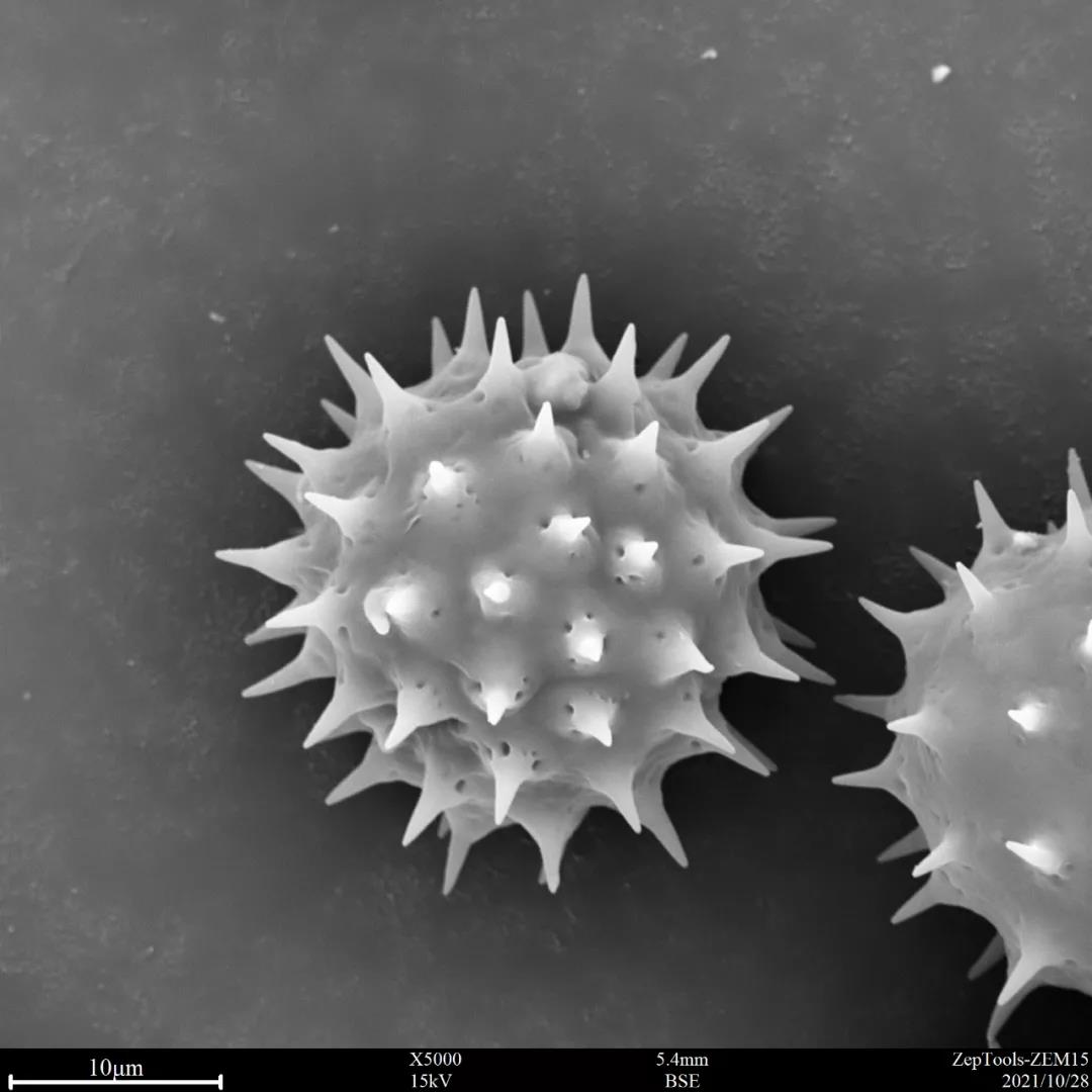 臺式掃描電鏡5000倍下的黃秋英花粉 臺式掃描電鏡5000倍下的黃秋英花粉